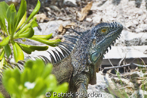 Iguana ona beach, Conch Point, Grand Cayman. by Patrick Reardon 